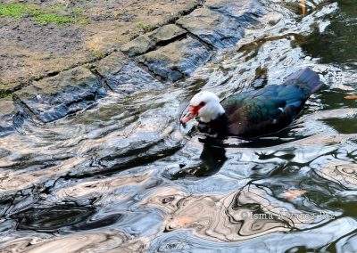 Estanque de los patos