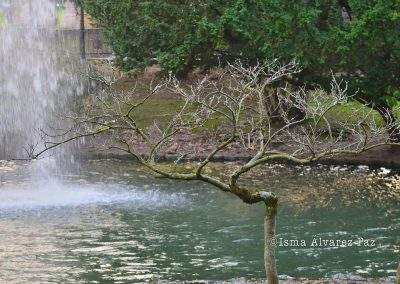 Estanque de los patos